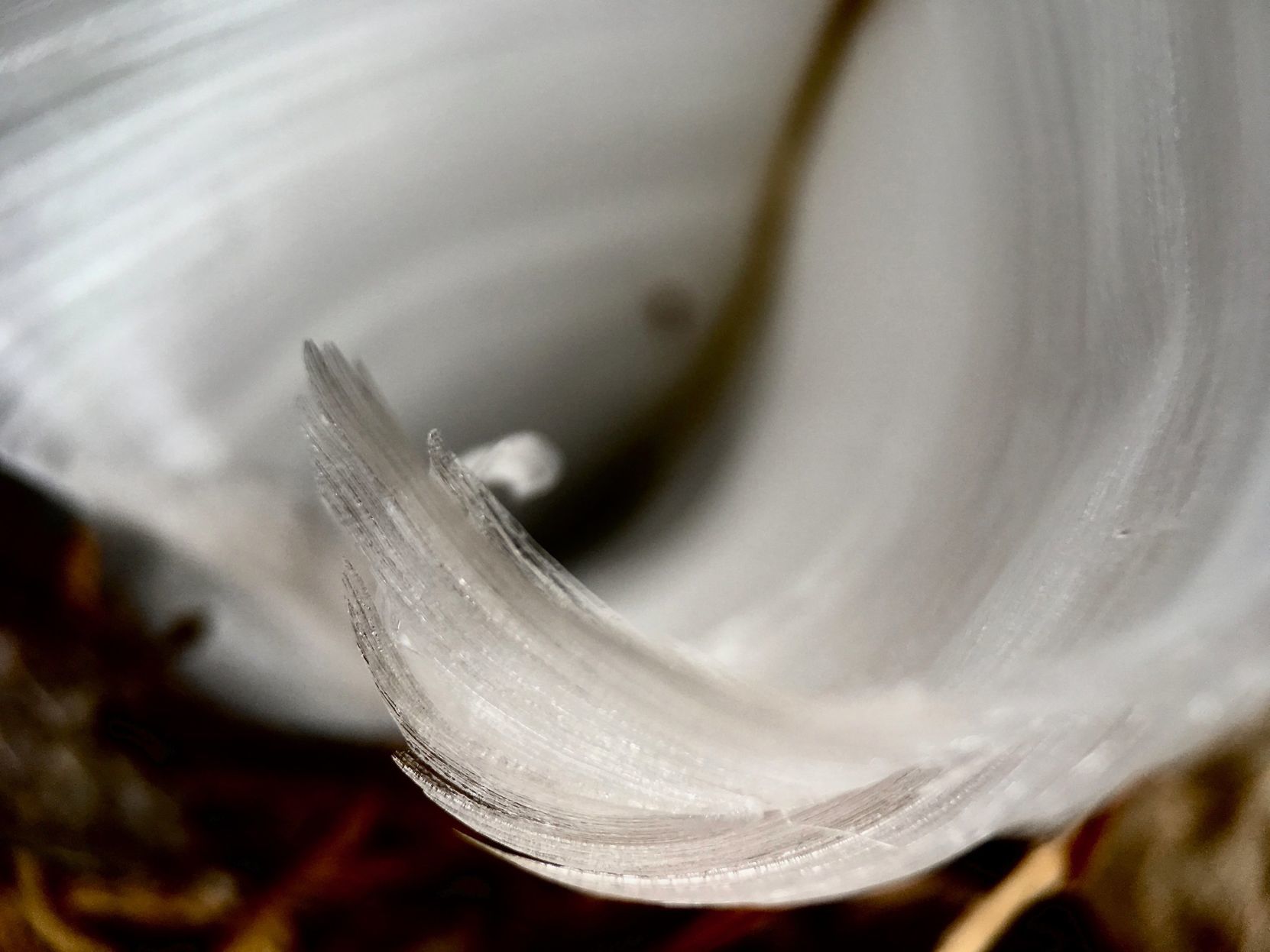 It's that time of year for frost flowers